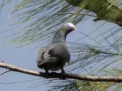 Patagioenas leucocephala