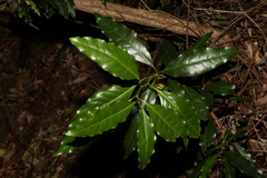 Actephila mooreana