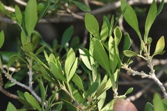 Fraxinus greggii