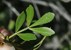 Fraxinus greggii