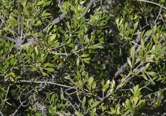 Fraxinus greggii