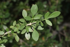 Fraxinus greggii