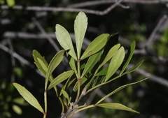 Fraxinus greggii