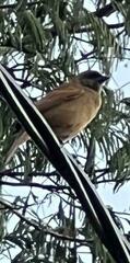 Agelaioides fringillarius