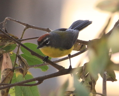 Myioborus brunniceps