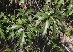 Quercus gravesii