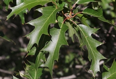 Quercus gravesii