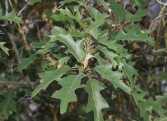 Quercus gravesii
