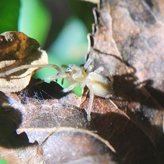 Cheiracanthium mildei