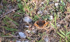 Junonia orithya wallacei