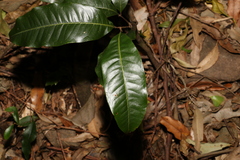 Mischocarpus australis