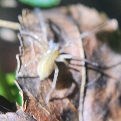 Cheiracanthium mildei