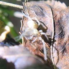 Cheiracanthium mildei