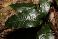 Mischocarpus australis