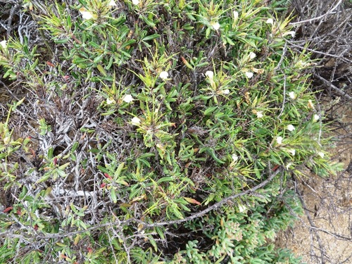 Image of Blepharis macra by (c) linkie, some rights reserved (CC BY)