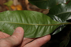 Mischocarpus australis