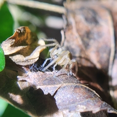 Cheiracanthium mildei