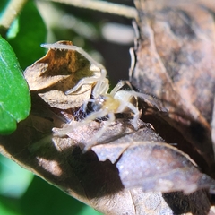 Cheiracanthium mildei