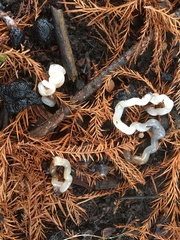 Tremella fuciformis