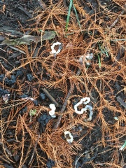 Tremella fuciformis