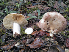 Russula