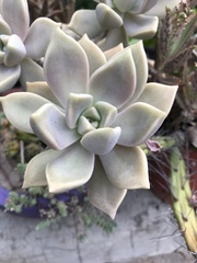 Graptopetalum