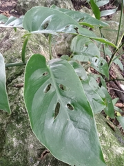 Monstera