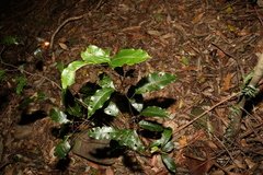 Mischocarpus australis