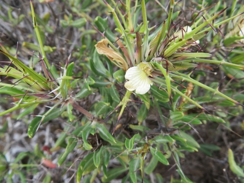 Image of Blepharis macra by (c) linkie, some rights reserved (CC BY)