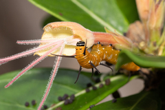 Euploea core corinna