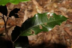 Mischocarpus australis