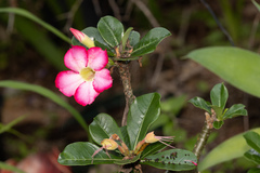 Euploea core corinna