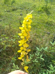 Crotalaria retusa