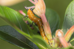 Euploea core corinna