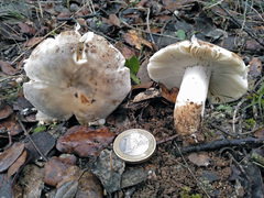 Russula