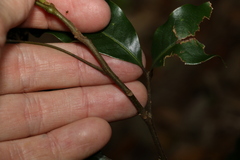 Mischocarpus australis