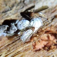 Mycetophila