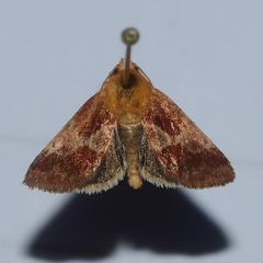 Schinia varix