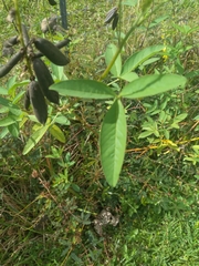 Crotalaria retusa