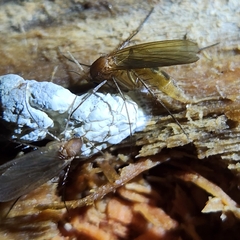 Mycetophila