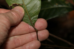 Mischocarpus australis