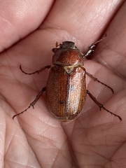 Melolonthinae