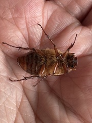 Melolonthinae