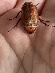 Melolonthinae