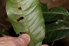 Mischocarpus australis