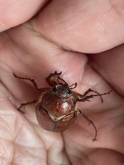 Melolonthinae