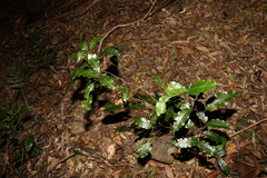 Mischocarpus australis