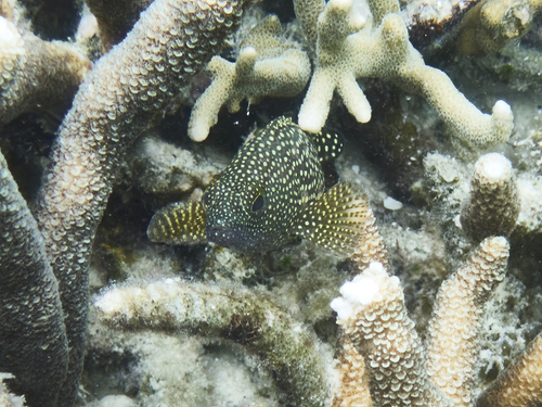 Grouper (Epinephelus ongus) — Serranidae — 4