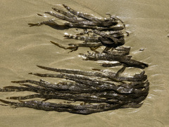 Dictyota kunthii