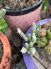 Sedum potosinum